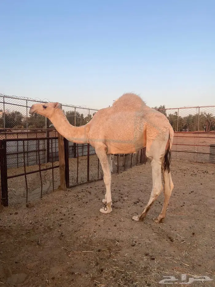 قعود مفرود على جمل ابن قريع 0