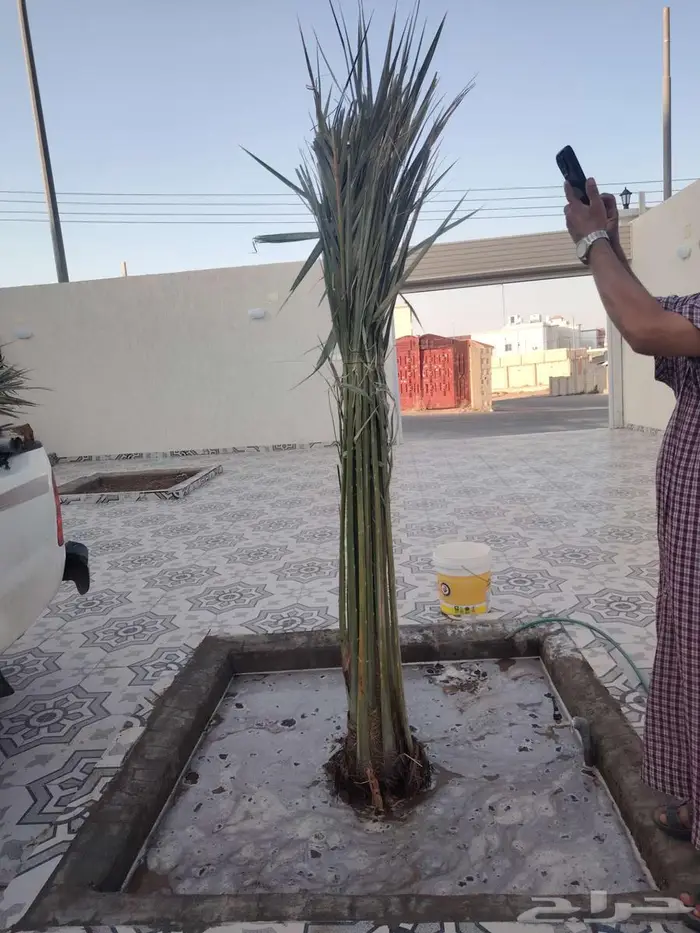 نخل للبيع مثمرة في مكه جده الطايف 2