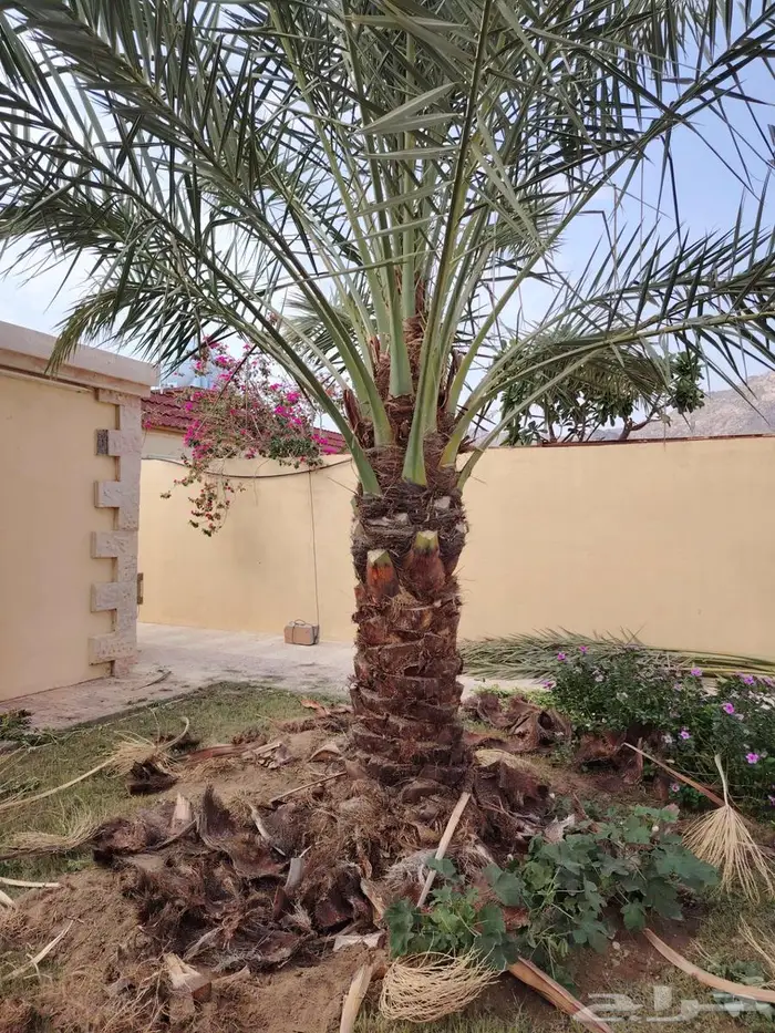 نخل للبيع مثمرة في مكه جده الطايف 7