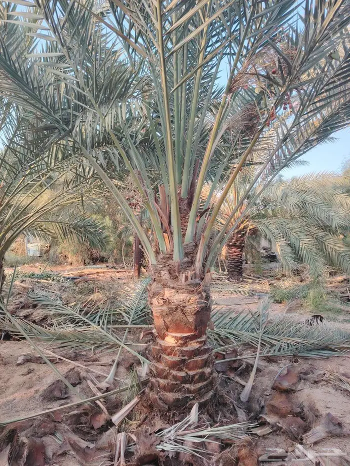 نخل للبيع مثمرة في مكه جده الطايف 8