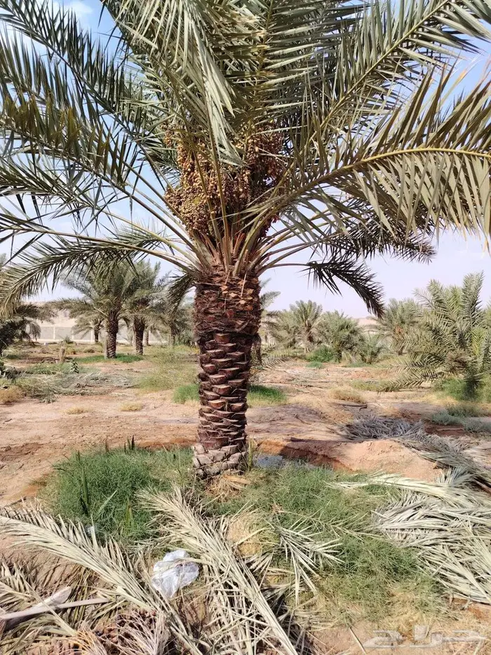 للبيع نخل واشنطني فسايل نقايل صقعي خلاص مجدول شيشي سكري عجوه 37