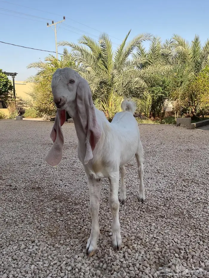 تيس مطور اجممم 1