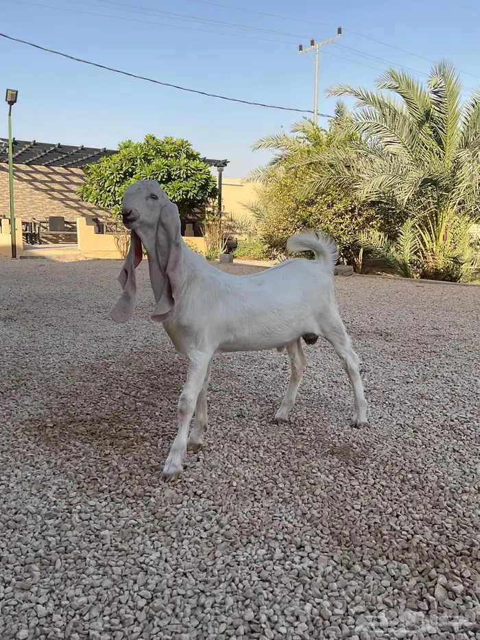 تيس مطور اجممم 3