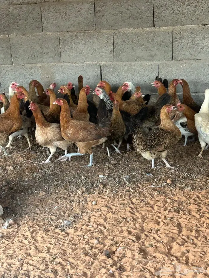 دجاج بشاير 2