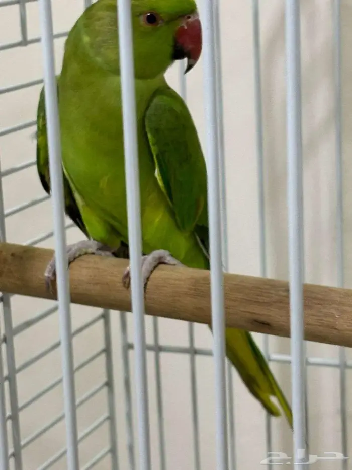 ببغاء الدرة الهندي -اخضر Indian Ringneck Parrot - Green 4