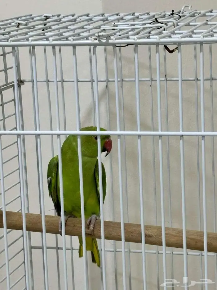 ببغاء الدرة الهندي -اخضر Indian Ringneck Parrot - Green 6