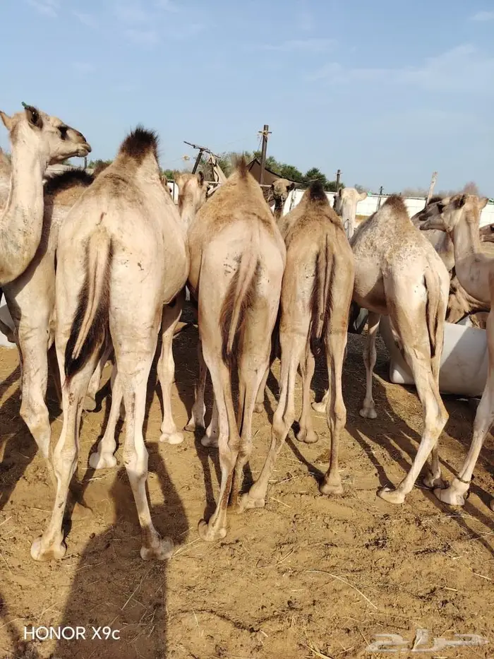 لحوم طرية جمله.. من قعدان وتيوس البادية الأصيلة 0
