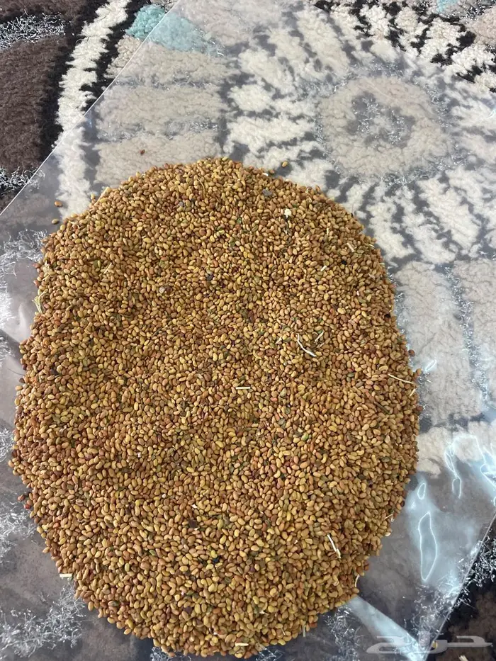 بذر يرسيم حساوي للبيع 0