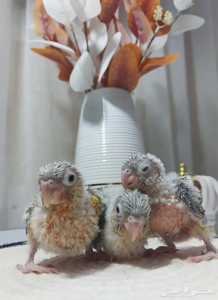 فروخ كنيور أناناس رد فاكتور - فرخ كروان البينو((تم البيع)) 1