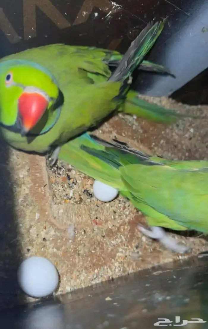 ازواج درة هندي منتجه 6