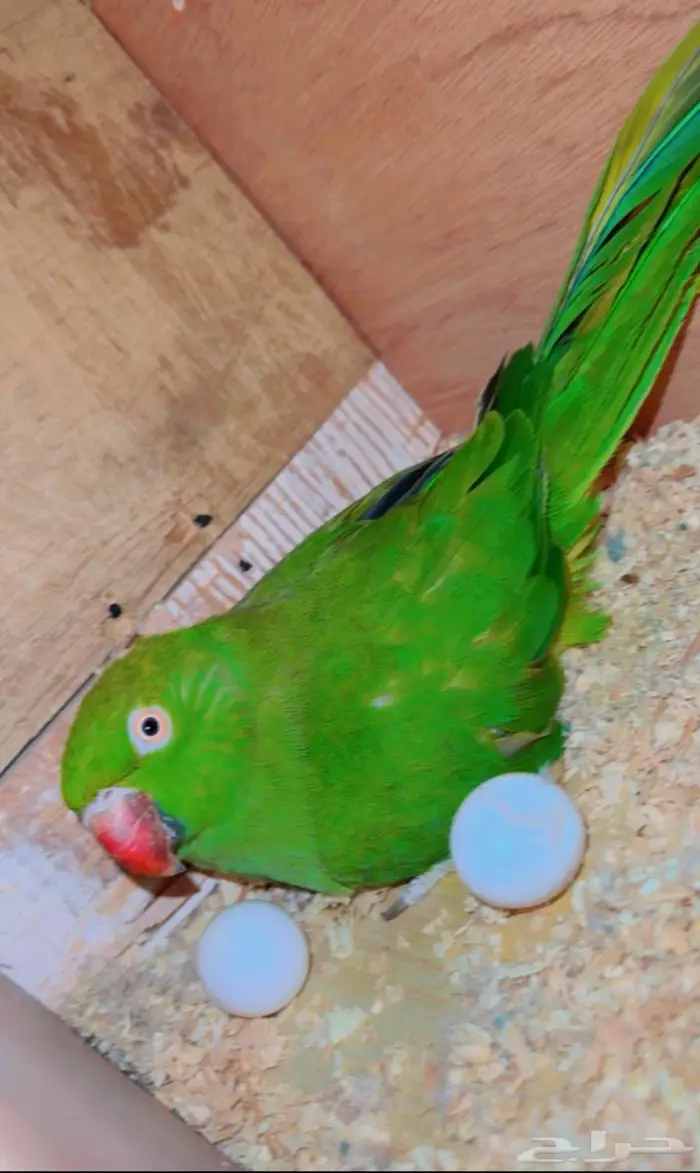 ازواج درة هندي منتجه 15