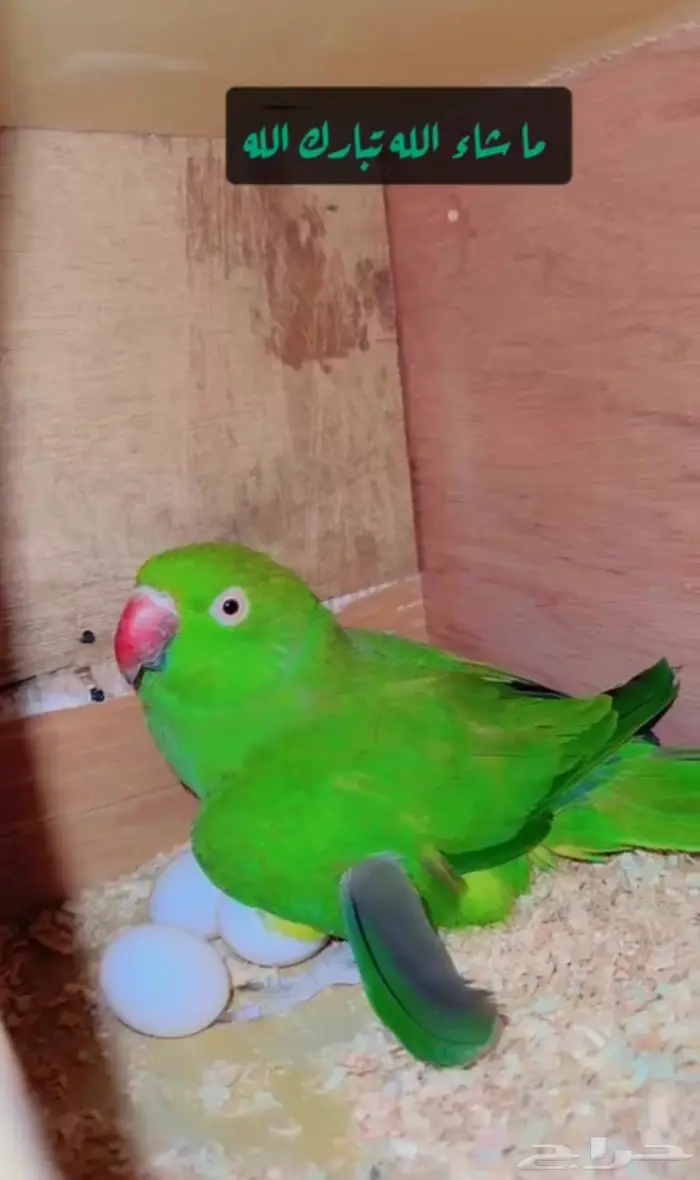 ازواج درة هندي منتجه 14