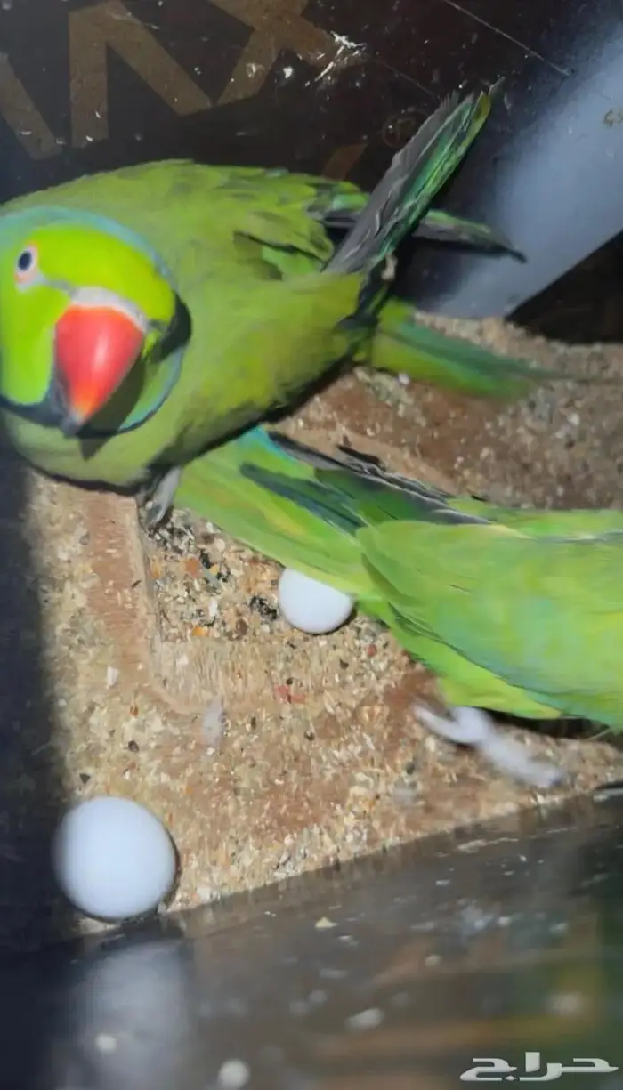 ازواج درة هندي منتجه 5