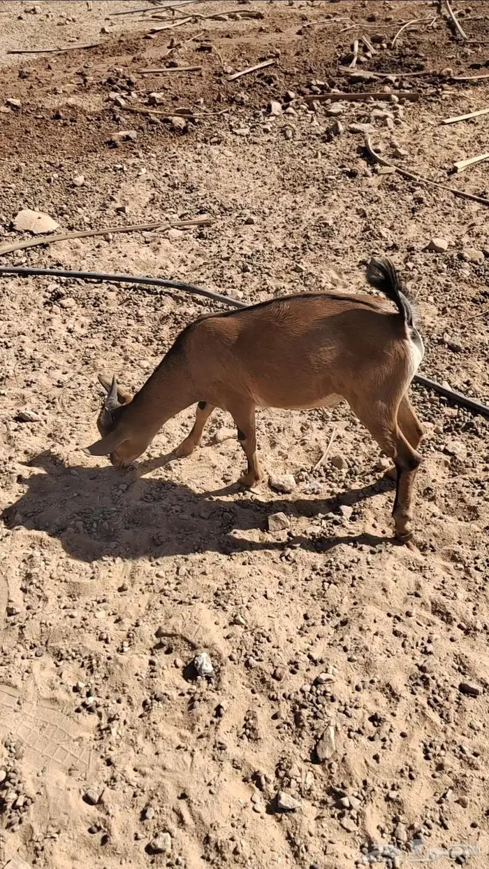 ماعز تيس هجين وعل 0