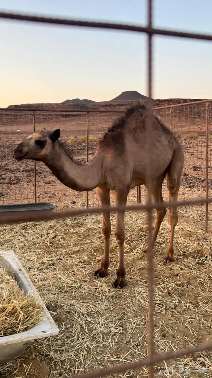 قعود للبيع مستعجل 3