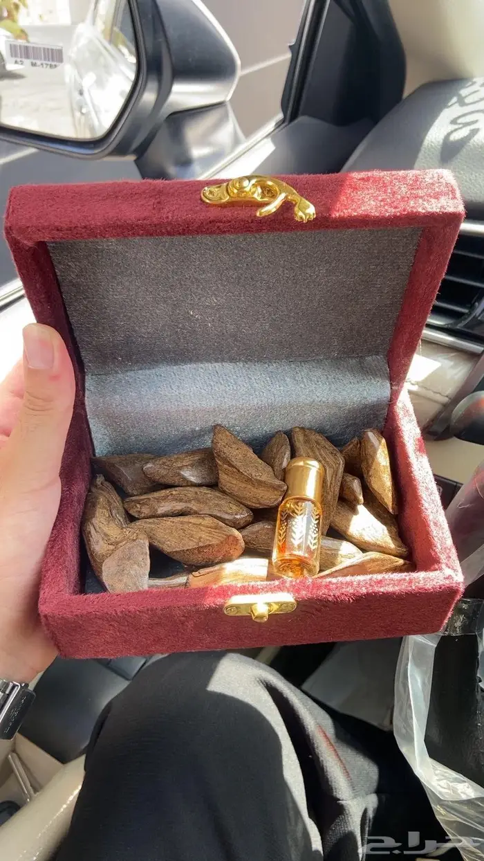العود الملكي تبوك 1