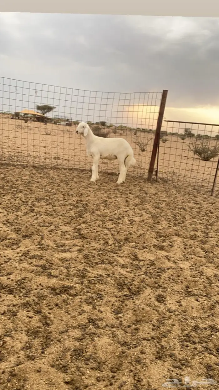 طفل مشروع فحل 0