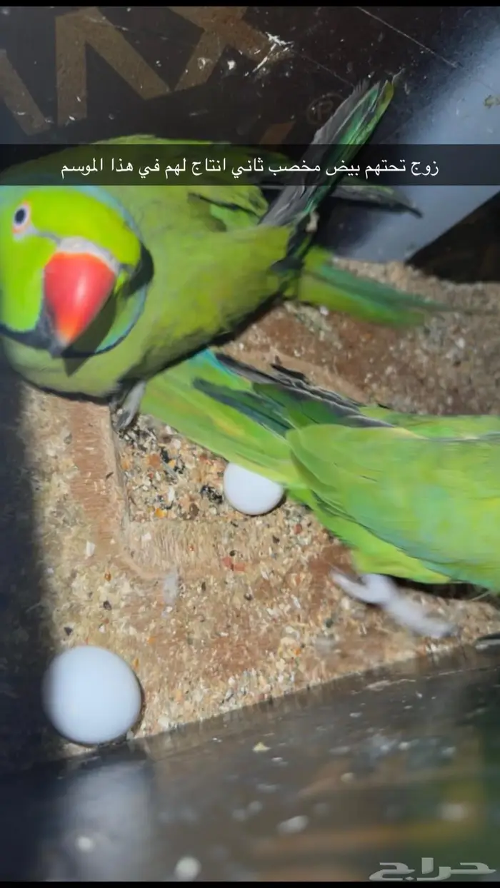 ازواج درة هندي منتجه 0