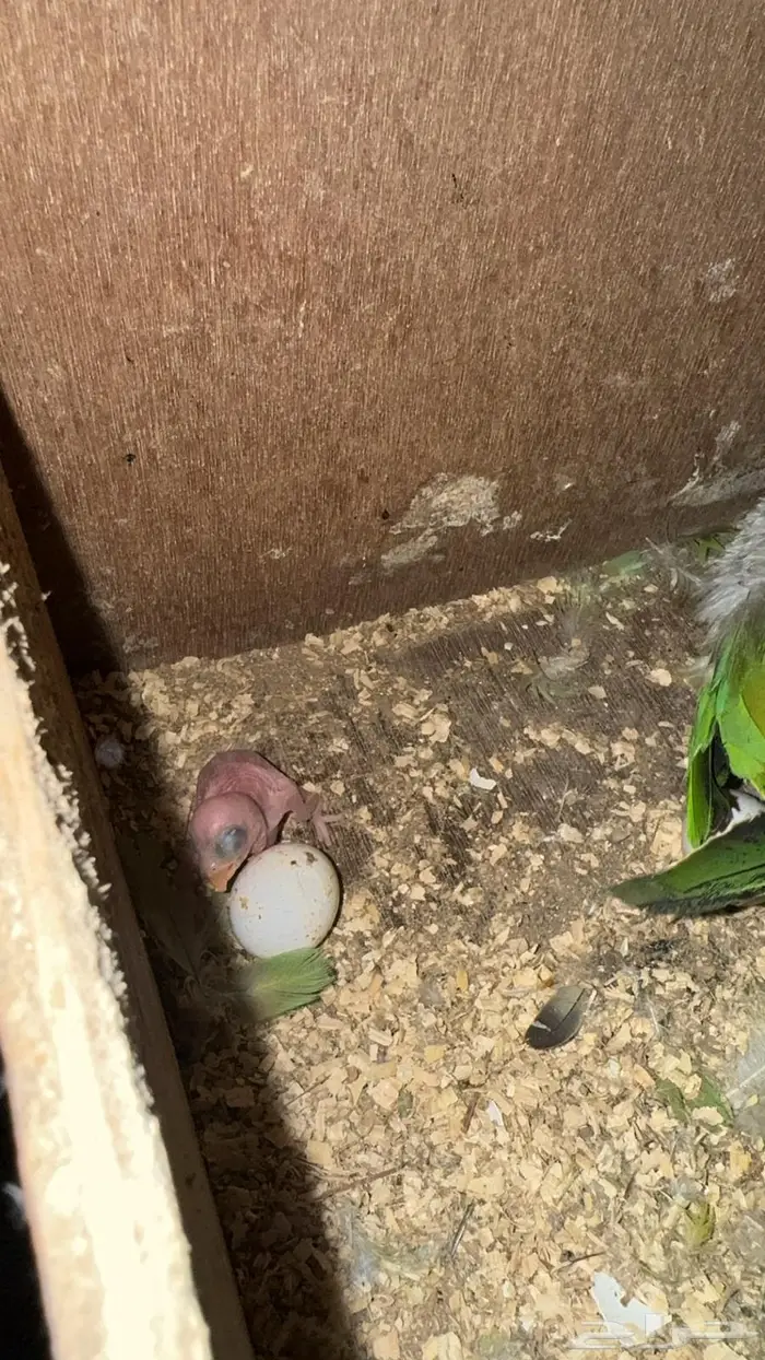 ازواج درة هندي منتجه 4