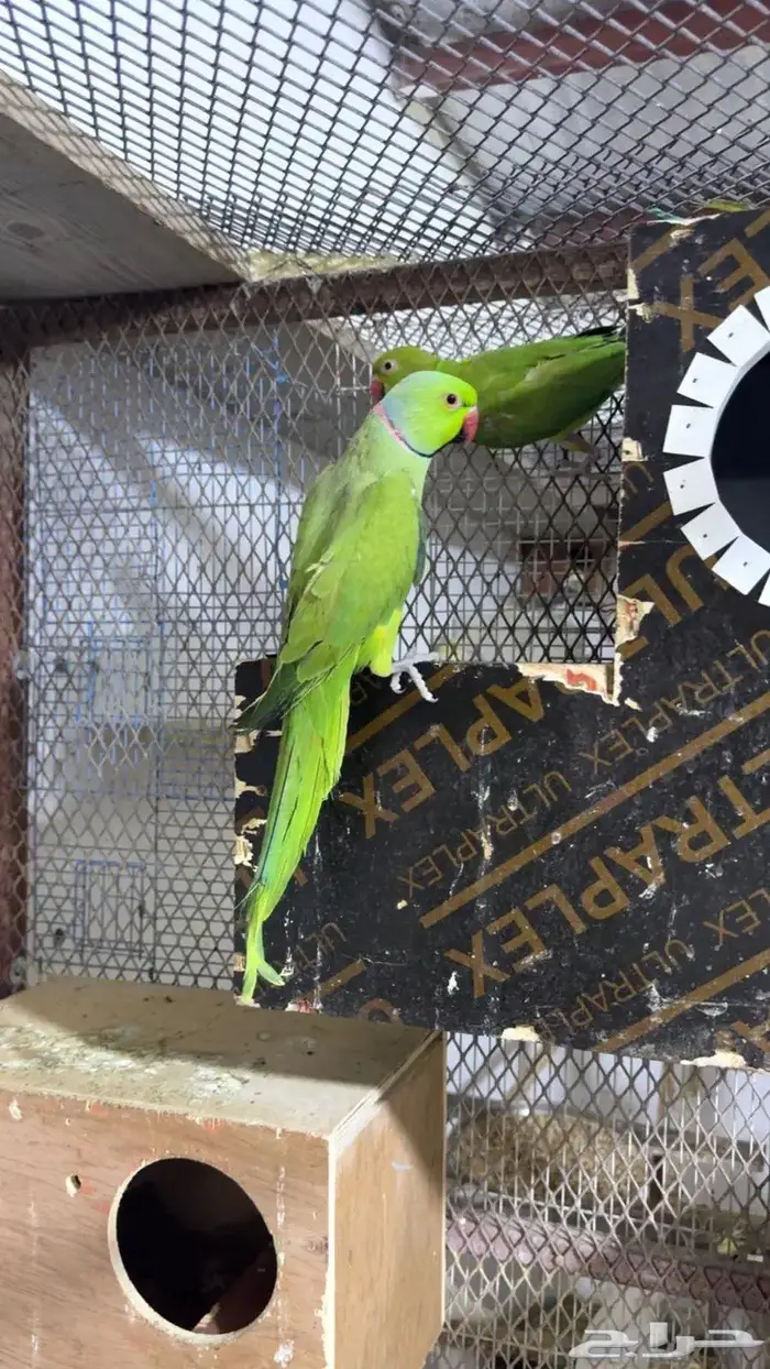 ازواج درة هندي منتجه 8