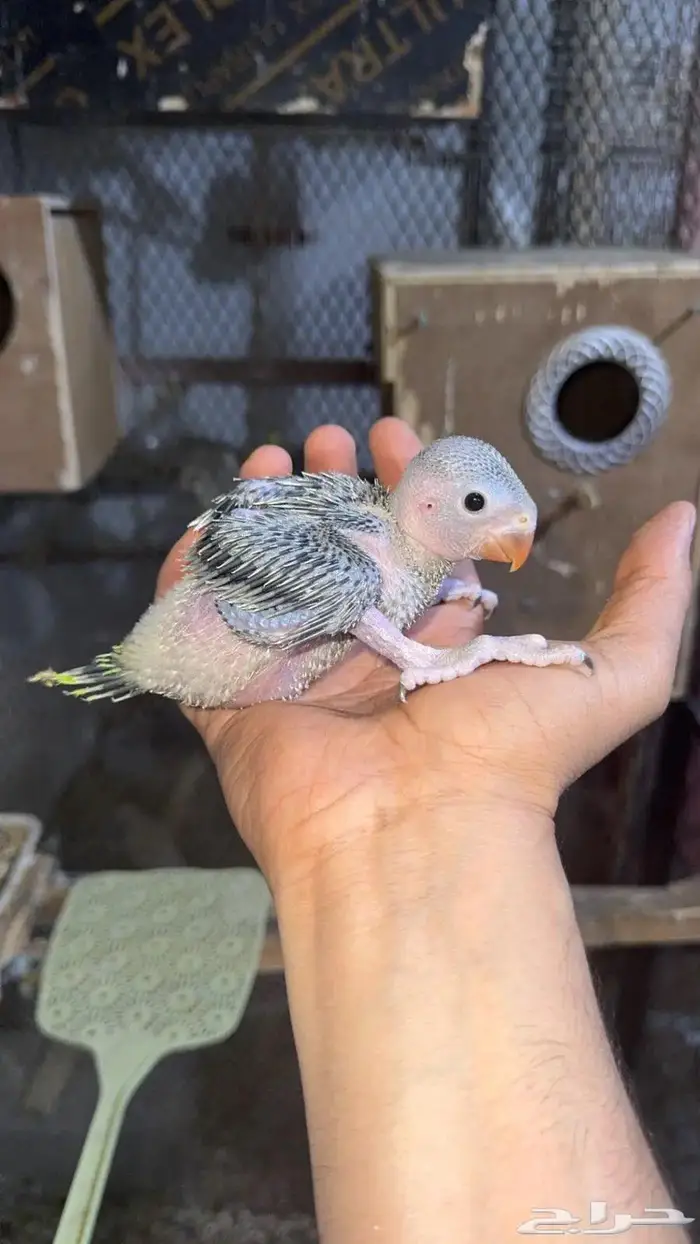 ازواج درة هندي منتجه 11