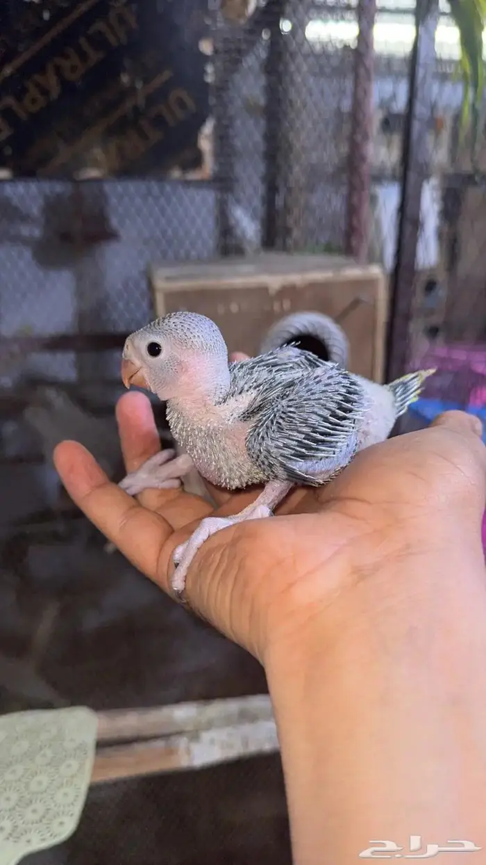 ازواج درة هندي منتجه 9