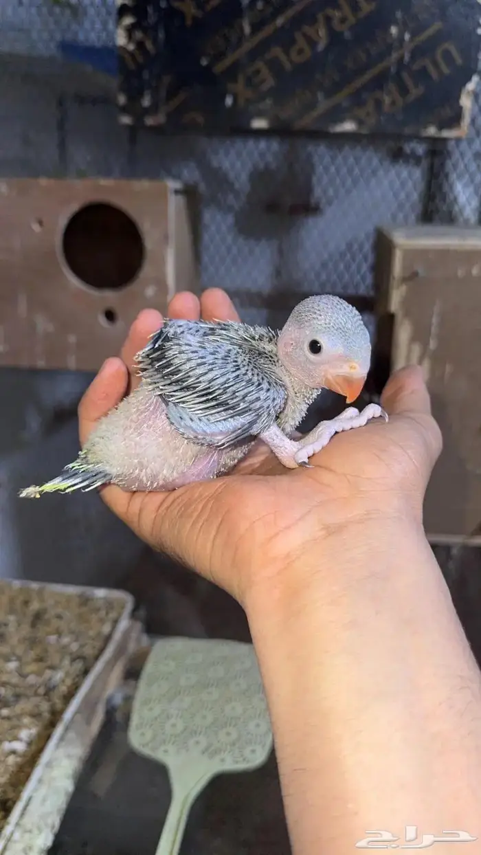 ازواج درة هندي منتجه 10