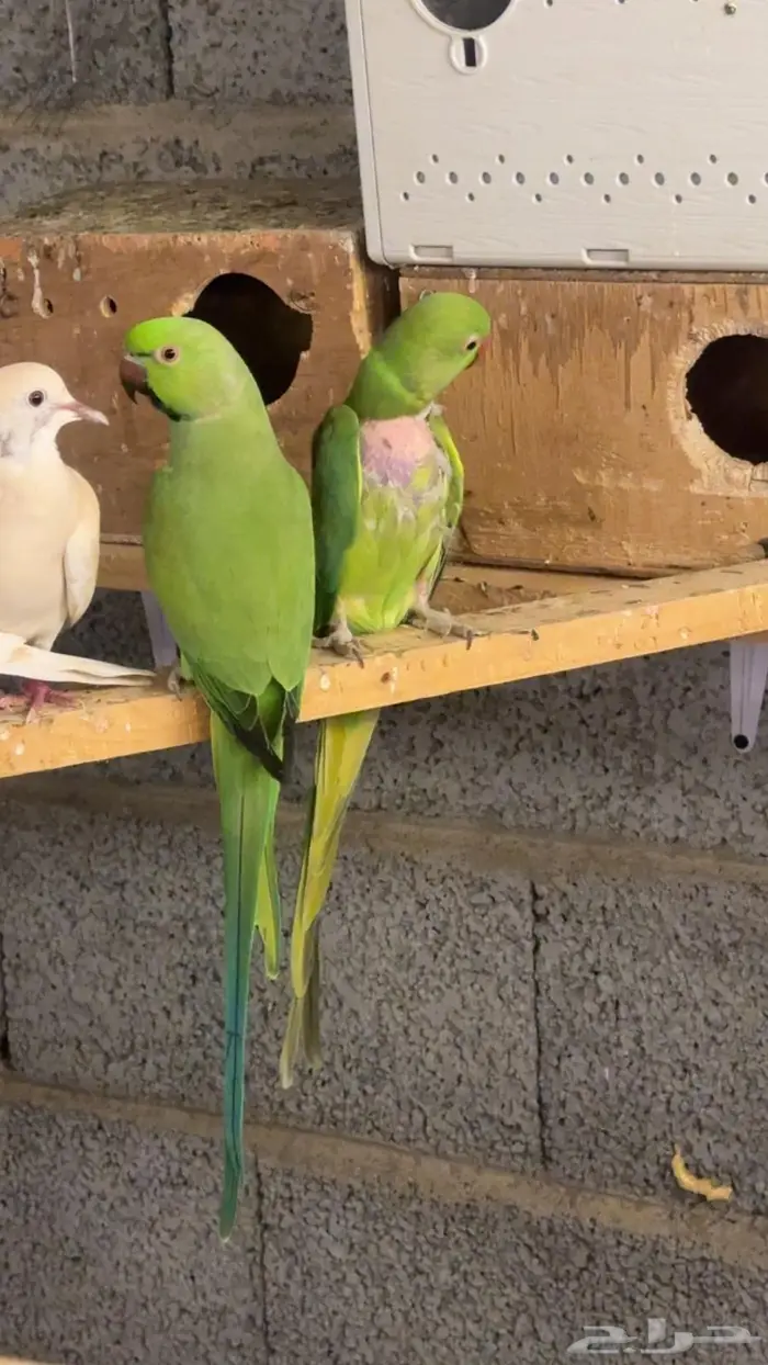 ازواج درة هندي منتجه 12