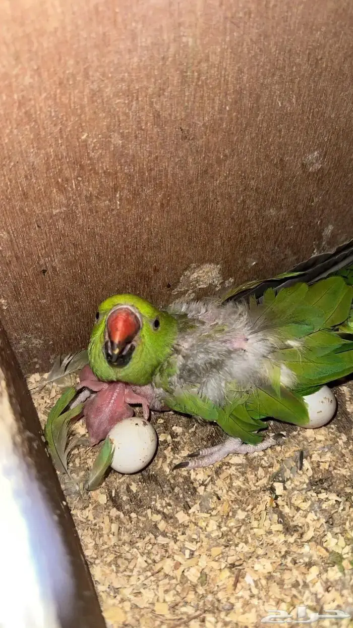 ازواج درة هندي منتجه 7