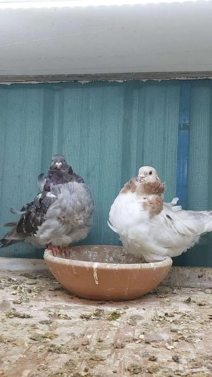 للبيع زوج كشكش تم البيييع 0