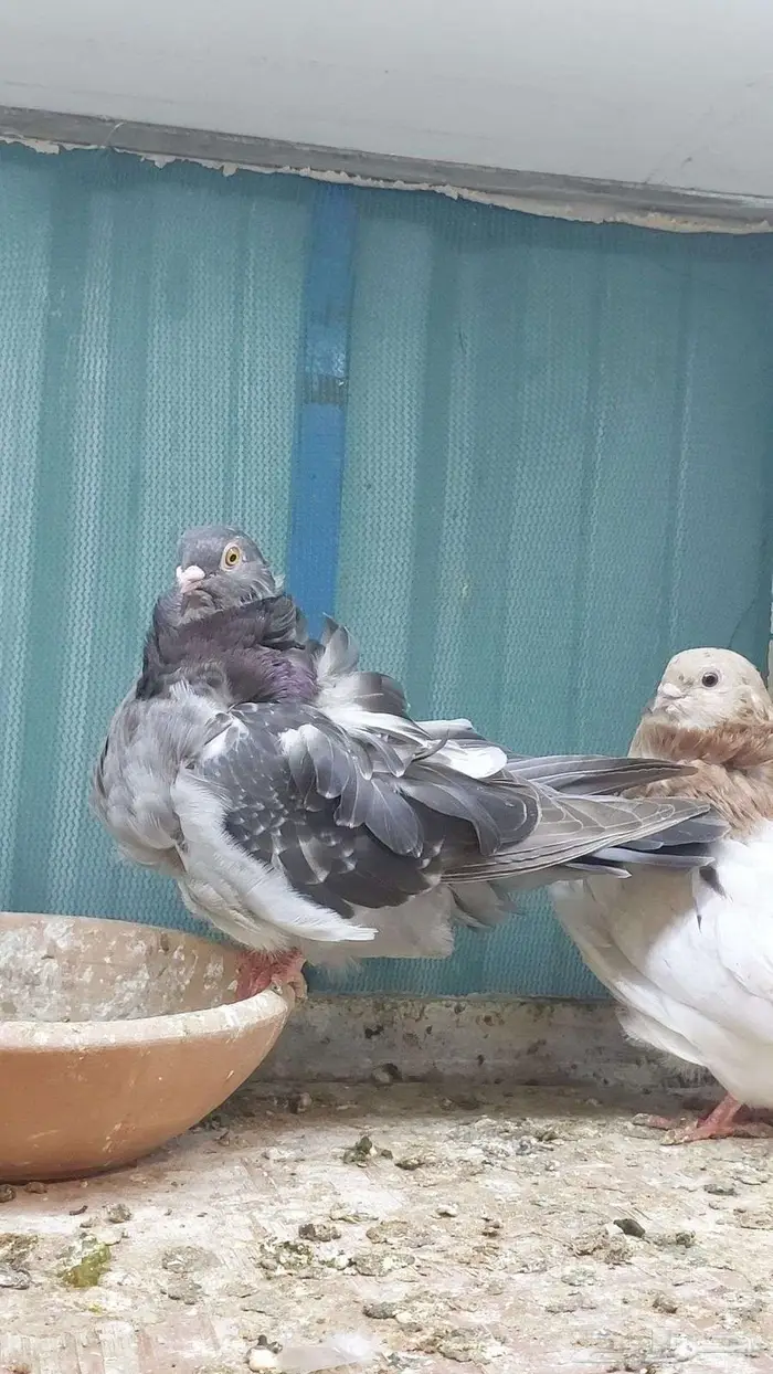 للبيع زوج كشكش تم البيييع 6
