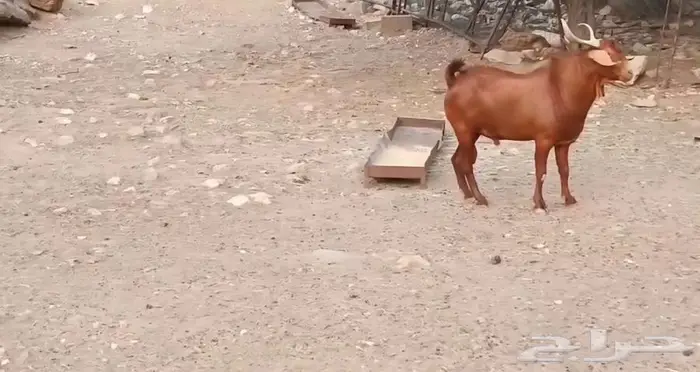 تيس أدهم فحل ماشاء الله تبارك 1