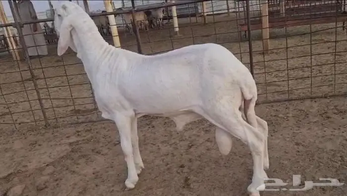 فحل ساكني ابيض 3