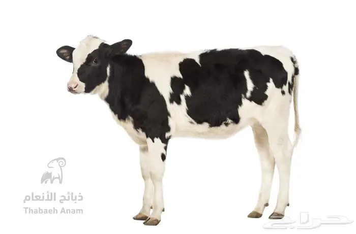 عجول هولندي إنتاج محلي 2