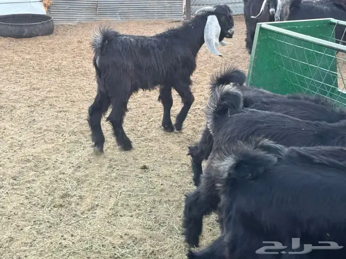 تيس عارضي 2