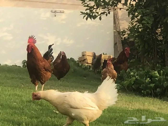 دجاج تركي بشاير للبيع 4