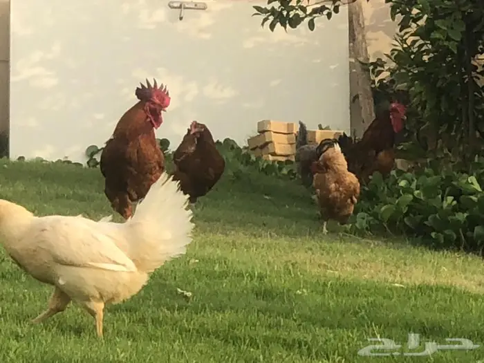 دجاج تركي بشاير للبيع 5