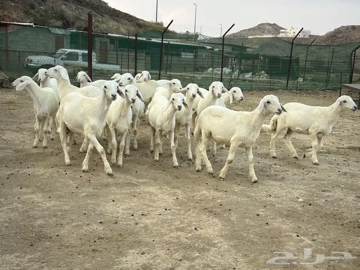 بهم تربيه كفو 0