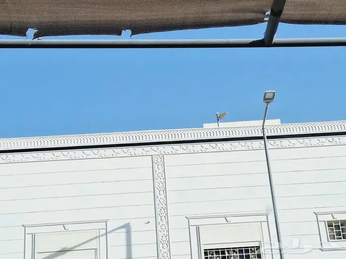 بديل الحجر لياسة ذكية ملونه 10