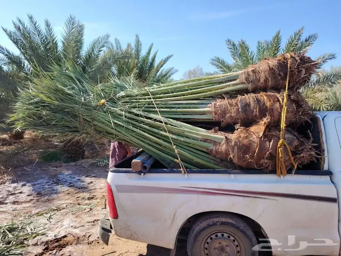 نخل للبيع مثمرة في مكه جده الطايف 3