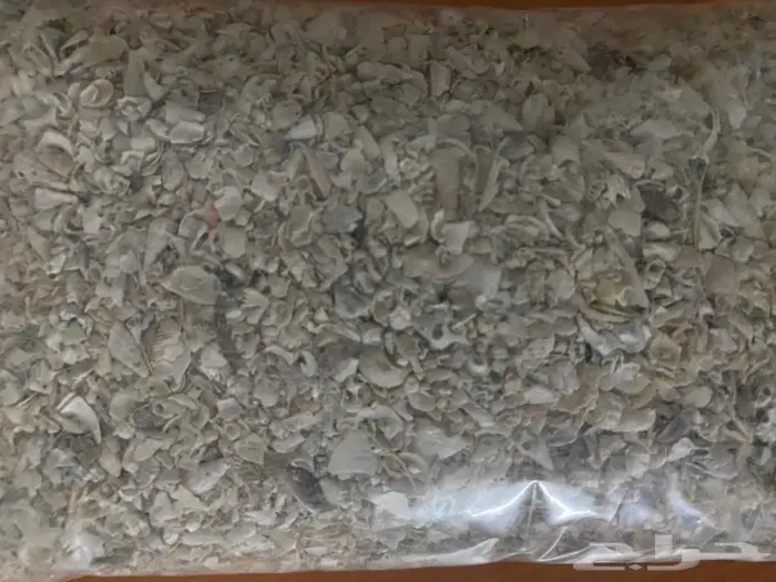 اصداف بحريه لطيور 2