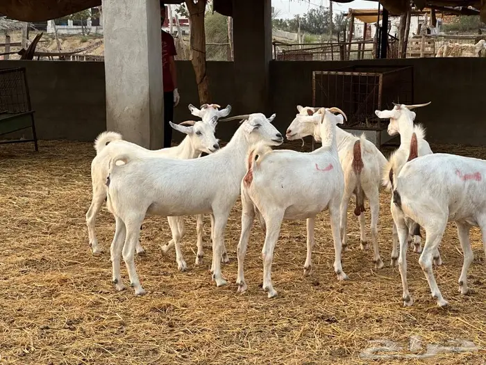 معزا بيشيات فواخر 4