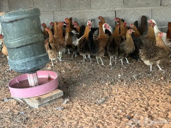 دجاج بشاير 3