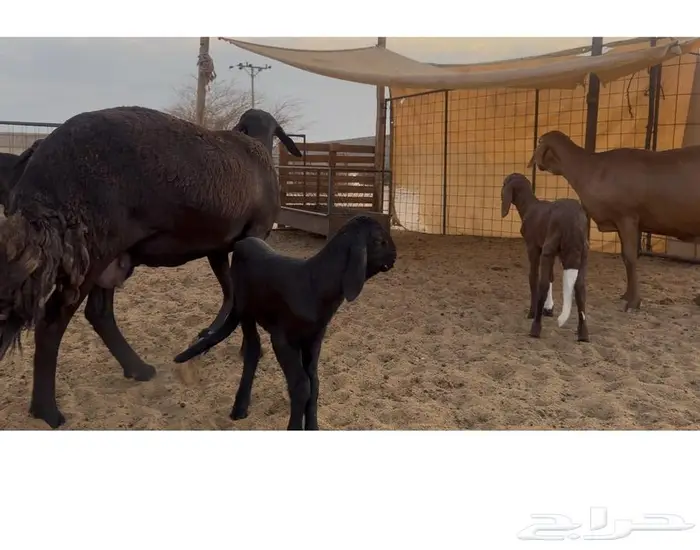 ساكنيات سواكن خلفات 0