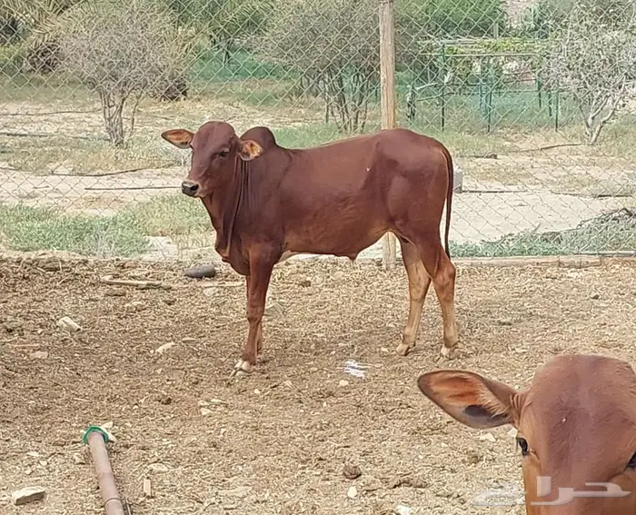 حسيل بلدي للبيع 0
