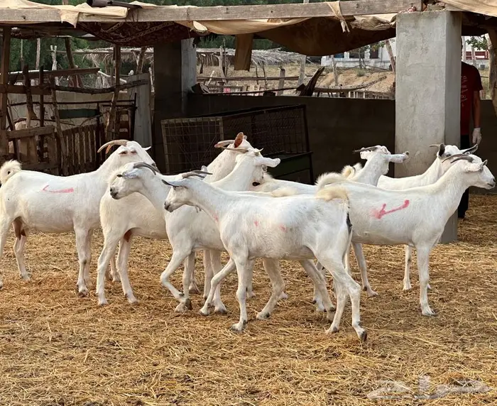 معزا بيشيات فواخر 3