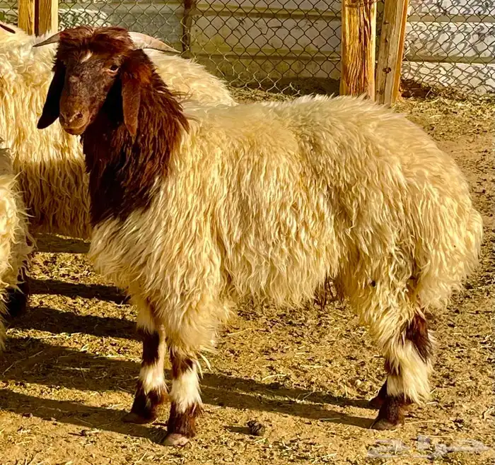 ذبايح نعيمي بلدي جبر وهرفي مع السلخ والتوصيل 3
