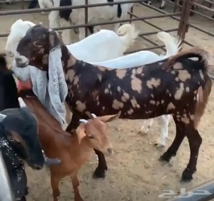 فحل مصري كاموري طيب ومنتج وحار بالقريع وجفره تم البيع 3