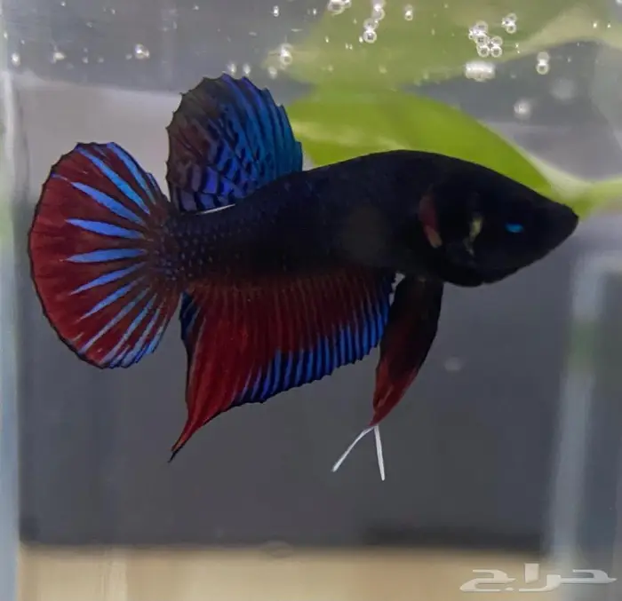 دكور وايلد بيتا. Wild betta 0
