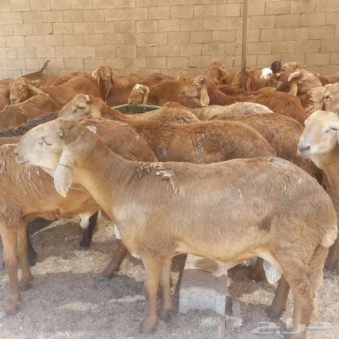 ذبيحة حري او سواكني مع الذبح والتوصيل ويتوفر طبخ مع التوصيل 3